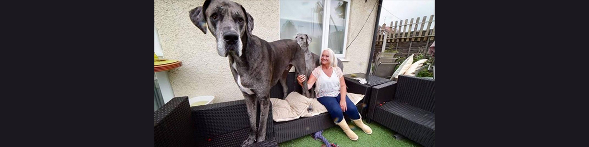 Freddy il cane più grande del mondo