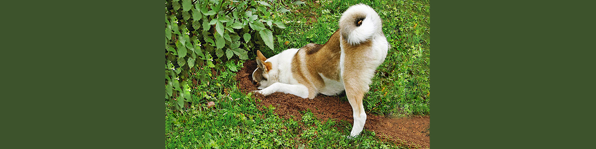 I cani e le buche in giardino